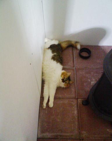 薪ストーブとさくら　その２