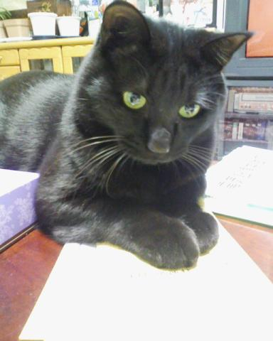 コタツの上の銀ぺい