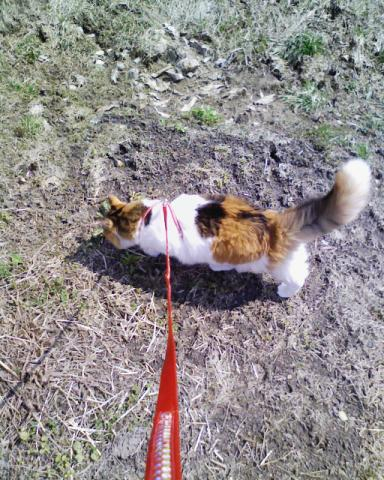 さくら様の散歩