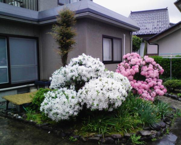 ツツジと芍薬が満開です