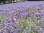 Img_20260713_100254